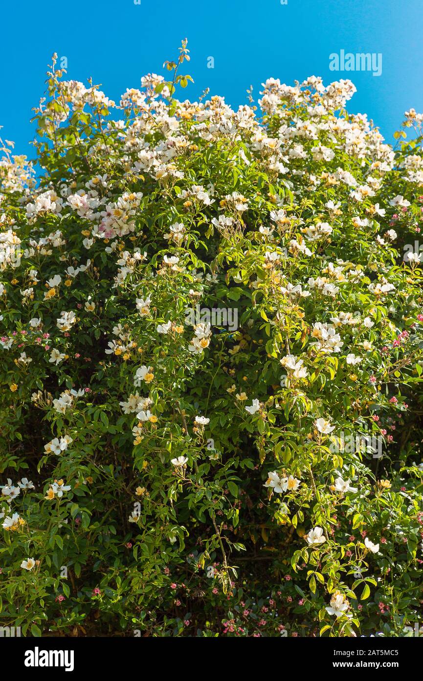 Un vigoroso rambler rosa día de la boda mostrando sus racimos blancos cremosos de rosas simples en junio en un jardín inglés Foto de stock