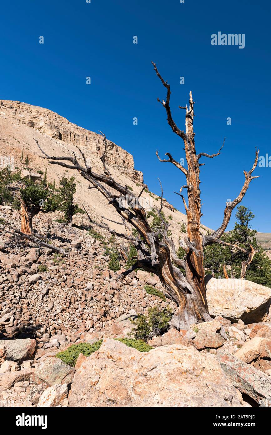 Zona Del Patrimonio Nacional Del Parque Sur Con Pinos Limber Ancient Y Pinos Bristle Cone. Ubicado Dentro Del Pike National Forest, Colorado. Foto de stock