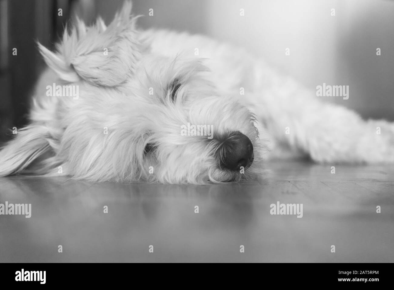 El retrato en blanco y negro del perro pastor catalán de color blanco adoptado descansa sobre el parquet en casa Foto de stock