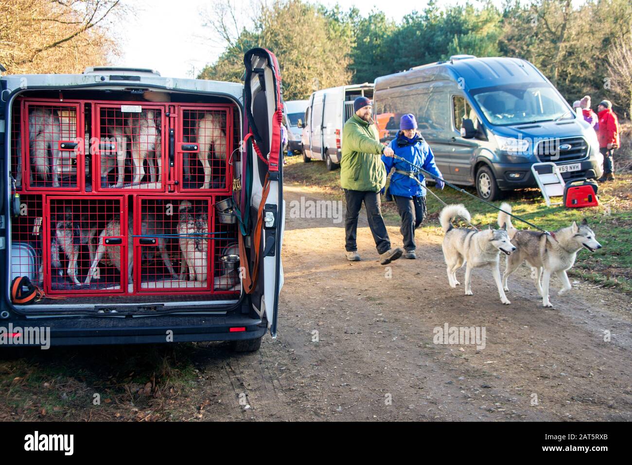 Dos propietarios caminan sus perros pasando furgonetas llenas de perros  malhumorado. Se encuentran en una reunión de carreras para los Huskies  siberianos en el bosque de Thetford, Suffolk. A los perros no