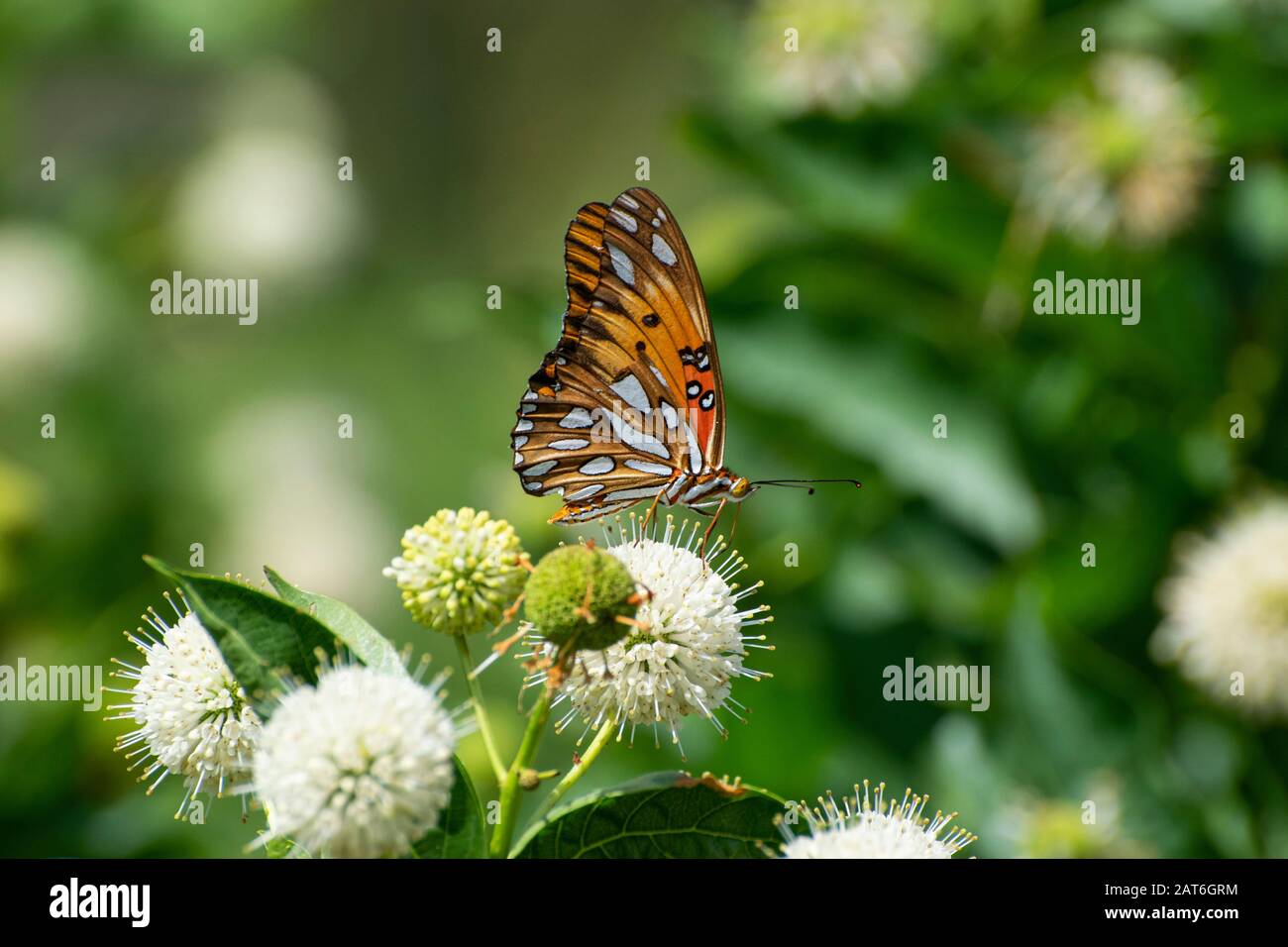 Perfil de una hermosa Mariposa Fritillaria naranja del Golfo con sus alas cerradas mostrando las manchas blancas y negras mientras se alimenta del néctar de Foto de stock