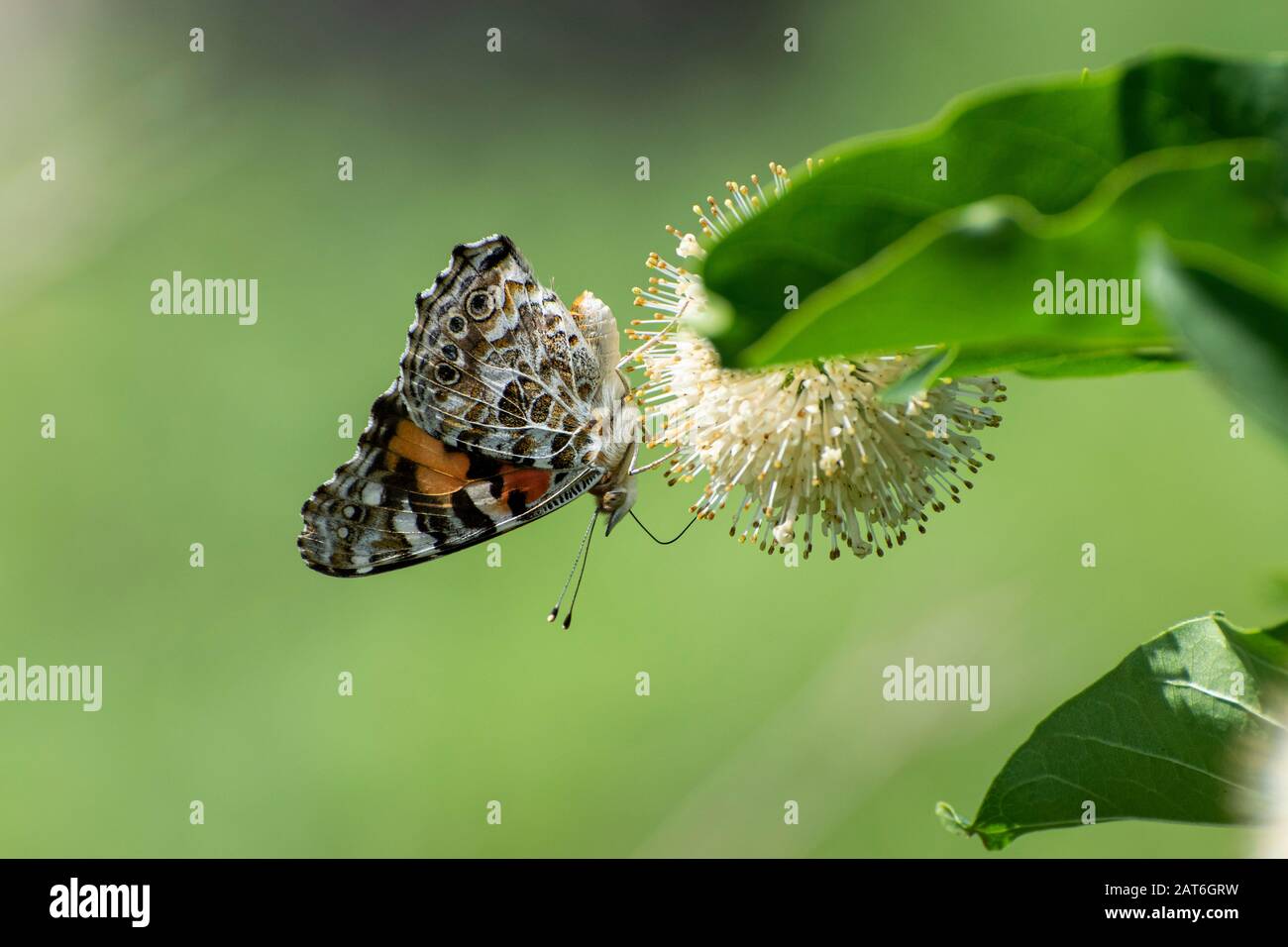 Perfil de una hermosa naranja Golfo Fritillary mariposa boca abajo, con sus alas cerradas mostrando los puntos en blanco y negro mientras se alimenta en el Foto de stock