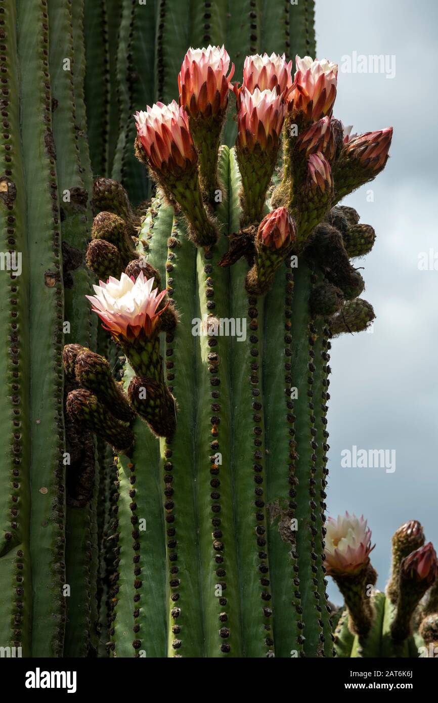 Flores de cactus en flor como se ve desde la Ruta 33 que une el carril a  Cachi, Valle de Calchaquies, Argentina Fotografía de stock - Alamy