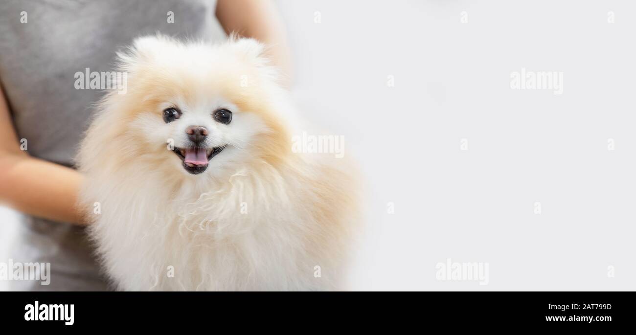 Afeitadora profesional peinado pequeño perro pomeranian spitz, fondo blanco  Fotografía de stock - Alamy