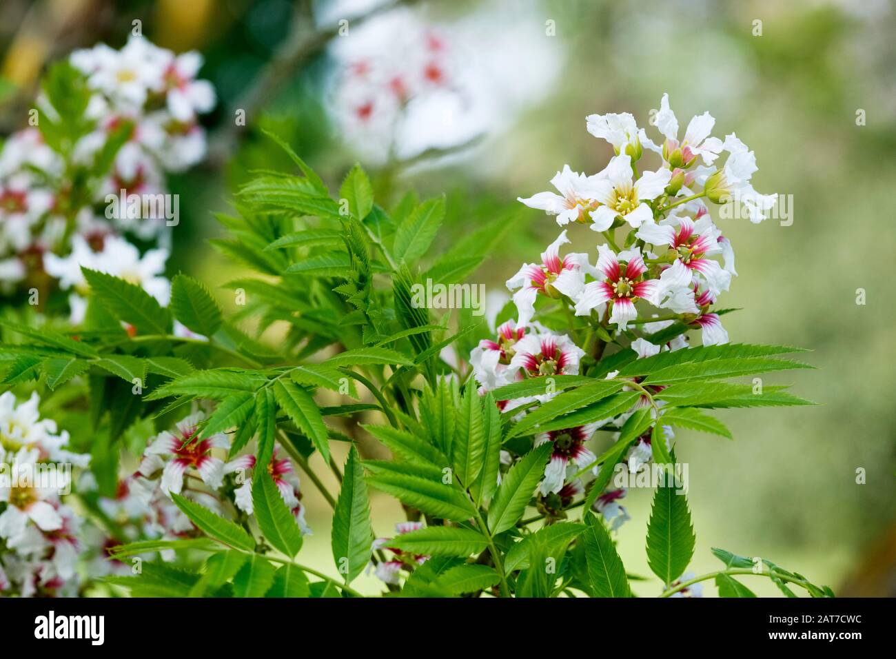 Floración Xanthoceras sorbifolium, comúnmente llamado cuerno amarillento, cuerno amarillo Shinyleaf, cuerno amarillo hoja brillante, orenhorn, castaño florido chino Foto de stock