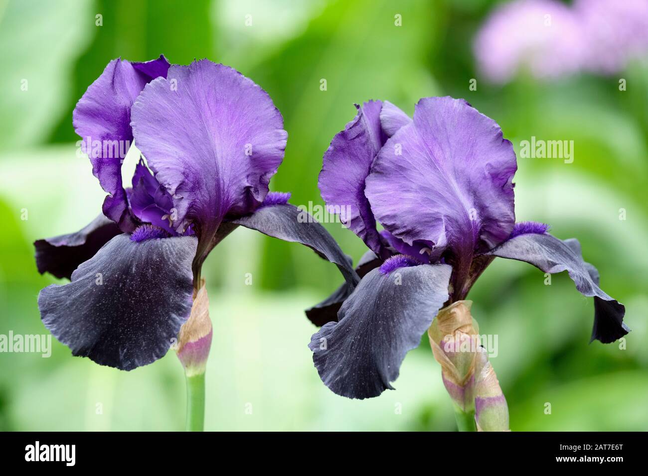 Iris Germanica 'Black Dragon', (Iris Con Bandera De Alto Rodamiento) Foto de stock