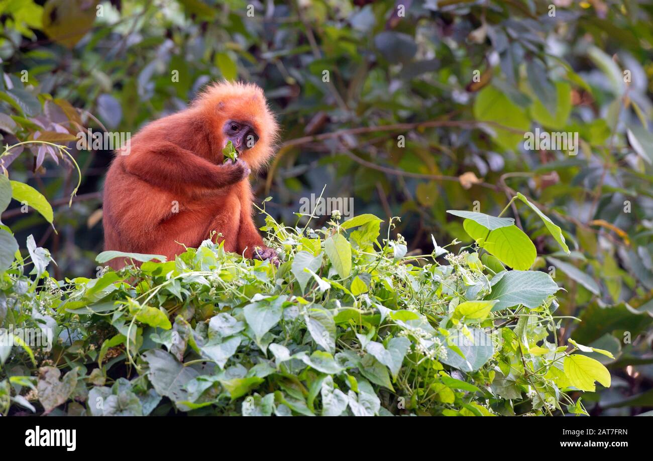 Mono de hoja roja (Presbytis rubicunda), endémico de la isla Borneo, área de conservación del valle de Danum, Sabah, Borneo, Malasia Foto de stock