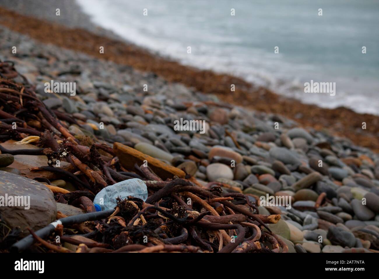 Botella de plástico lavada en algas de algas de algas, Islas Orkney Foto de stock