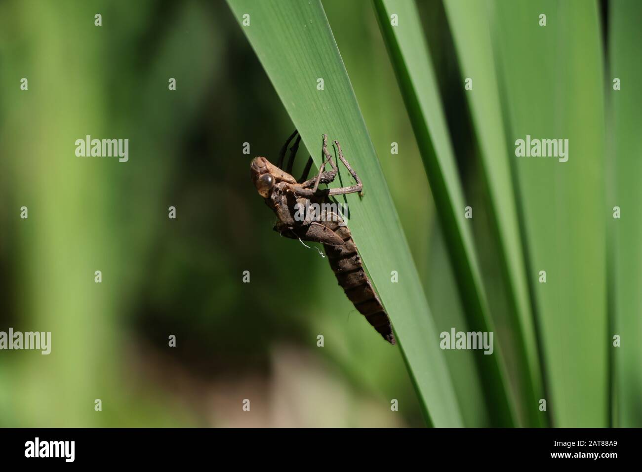 Darner dragonfly eclozando en la cola de gato del estado de Nymph Ohio USA Foto de stock