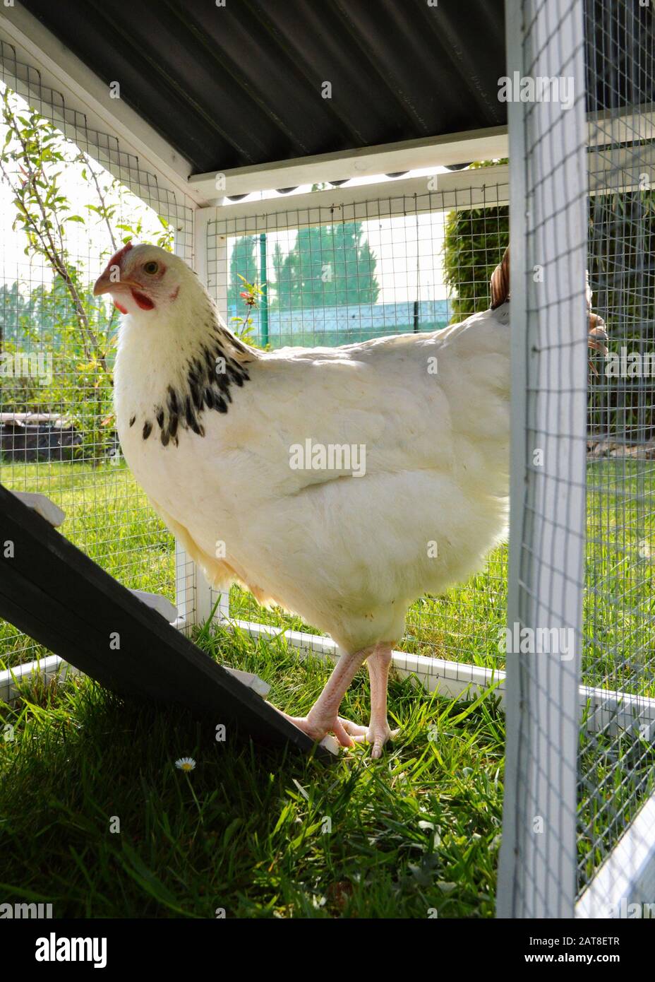 Una gallina o gallina coop con gallinas Foto de stock