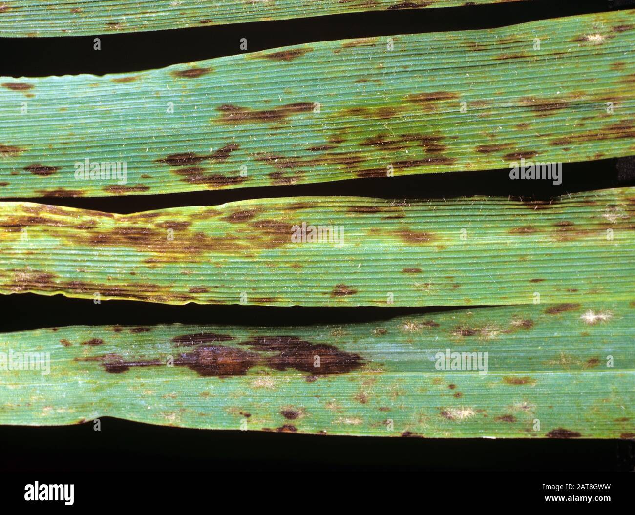 Reacción hipersensible al mildiú polvoroso (Blumeria graminis f.sp. Hordei) que causa lesiones necróticas en la hoja de cebada Foto de stock