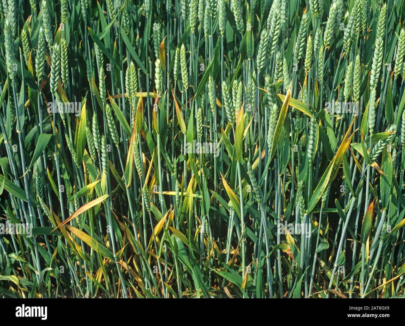 Enfoque de la infección de BYDV (virus enano amarillo de cebada) con los síntomas de clorisis y vuelco de las hojas en la maduración de la cosecha de trigo en el oído Foto de stock