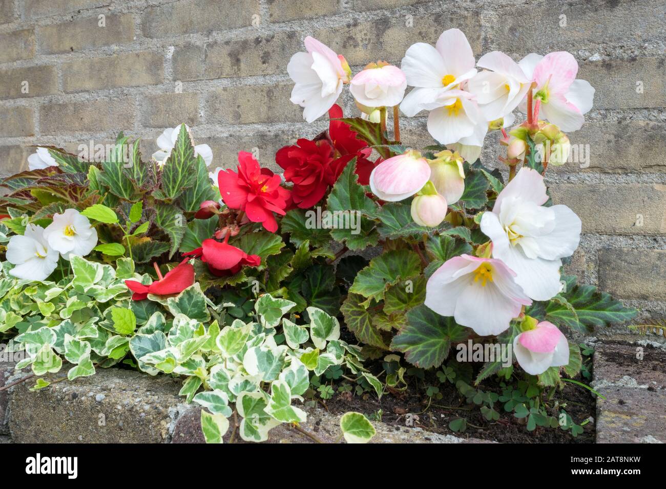 Begonia tuberosa con flores de color blanco, rojo y rosa. Jardín urbano con  Begonia e Ivy (Hedera Helix) creciendo en lecho de flores cerca de la pared  de ladrillo Fotografía de stock -