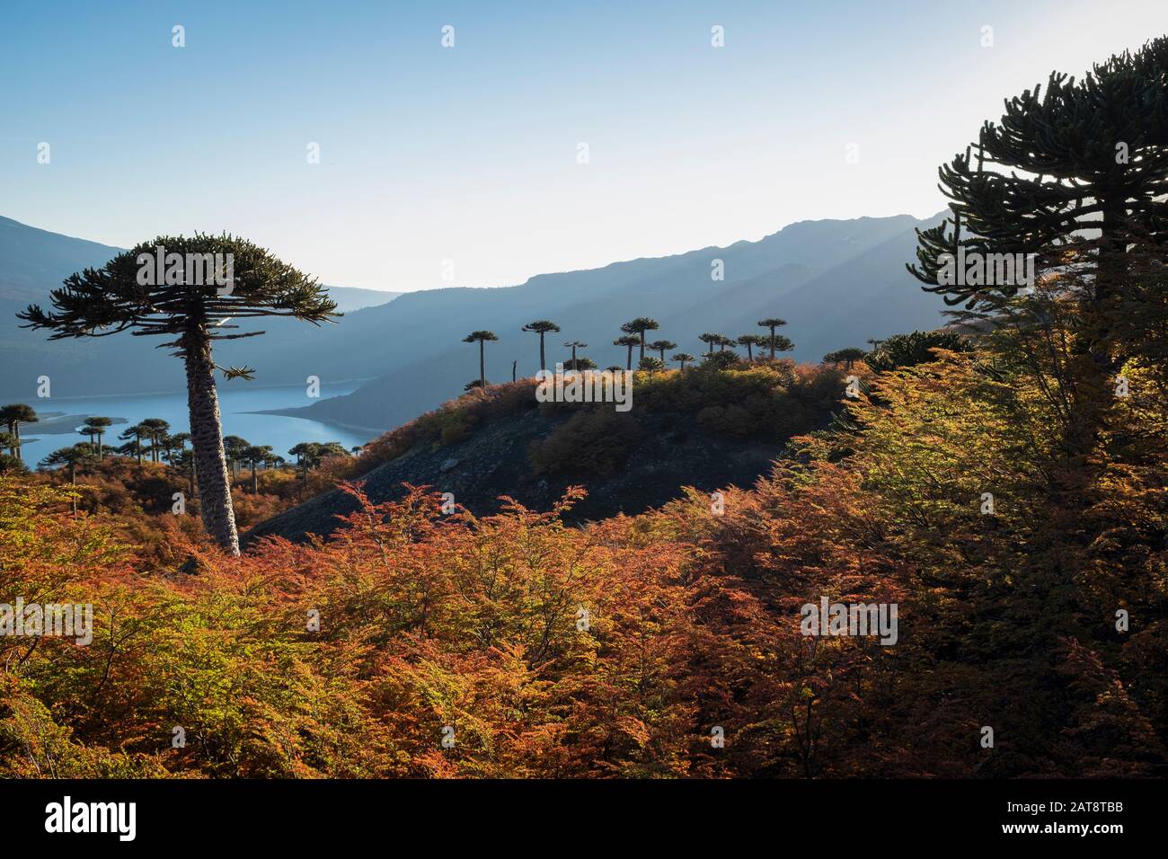 Araucana (Araucaria araucana) entre las hayas del sur (Nothofagus sp.). Parque Nacional Conguillio. La Araucanía. Chile. Foto de stock