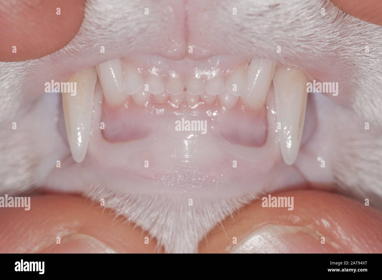vista de cerca, dientes de gato, dientes sanos, incisivos Foto de stock