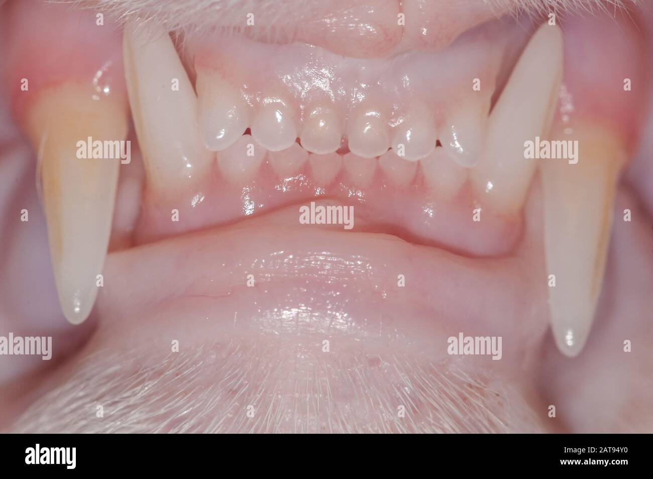 vista de cerca, dientes de gato, dientes sanos, incisivos Foto de stock