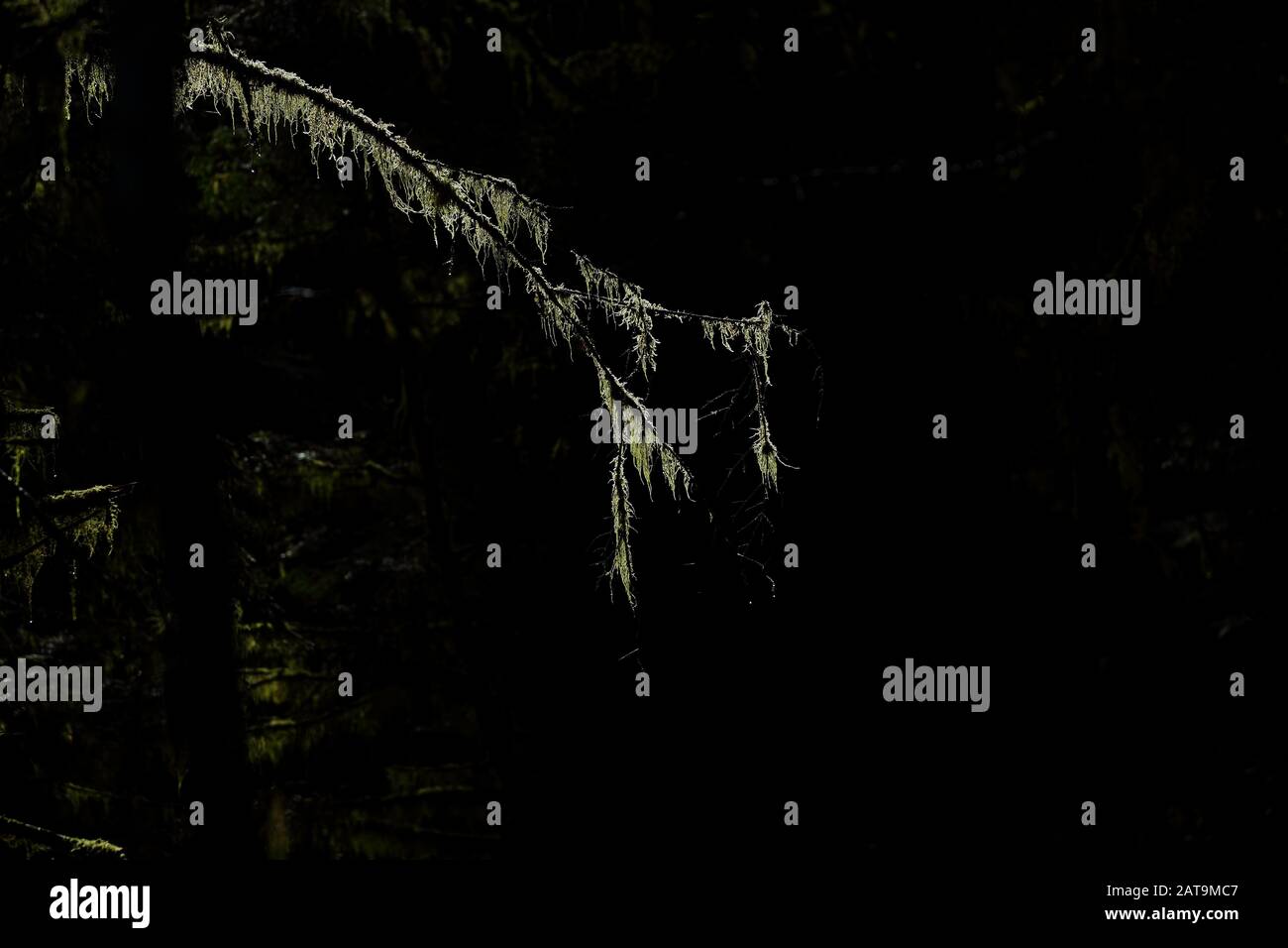 Moss en una rama de árbol en un bosque oscuro con retroiluminación Foto de stock