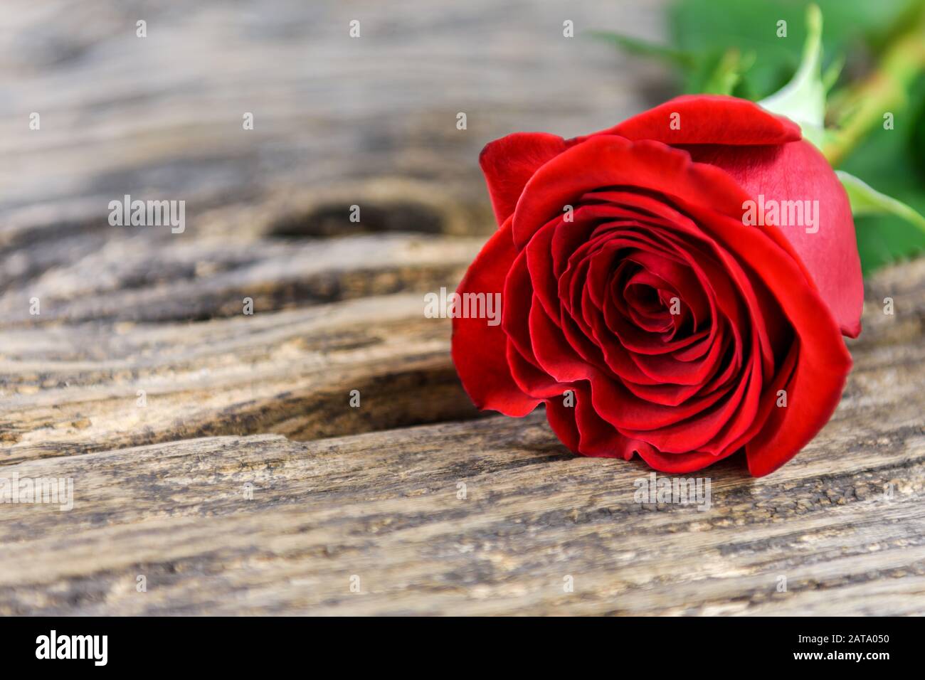 Hermosa rosa roja sobre una antigua mesa de madera con espacio para copiar texto. Enfoque selectivo. Foto de stock