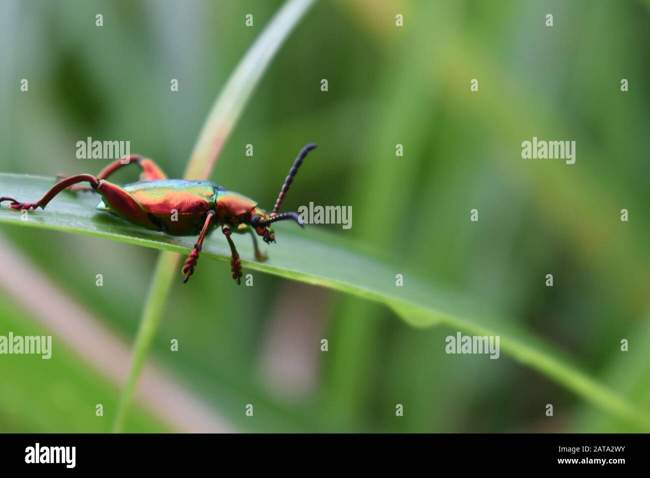 Un escarabajo de color metálico de la familia buprestigiosa que se arrastra sobre una hoja de pasto elefante. Surakarta, Indonesia. Foto de stock