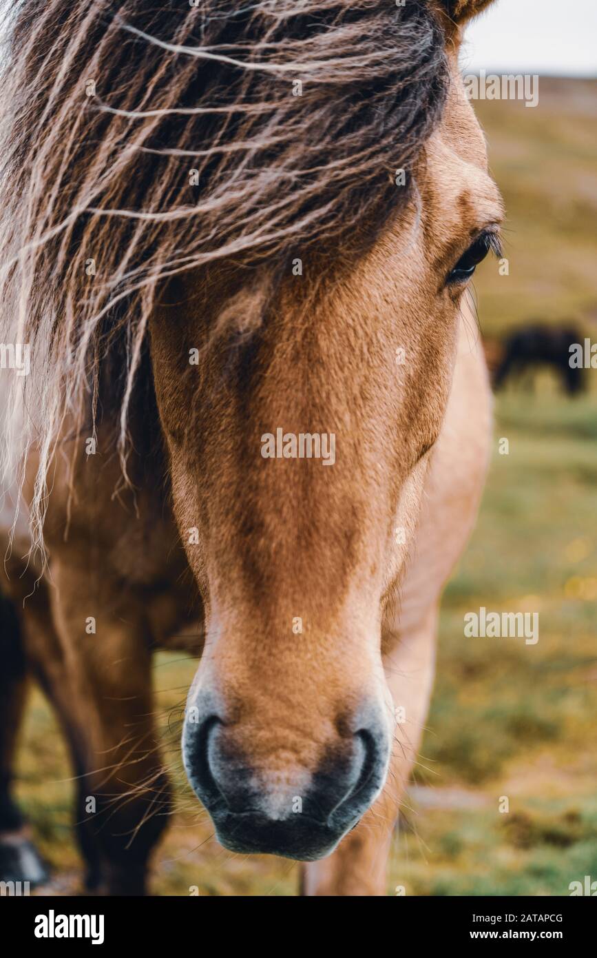 Caballo islandés en el campo de la naturaleza del paisaje escénico de