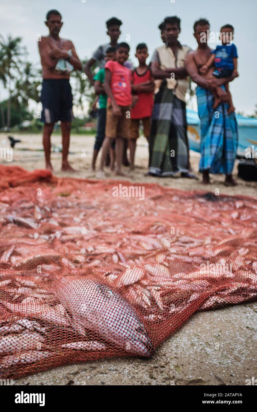 Pescadores locales limpiando pescado en Sri Lanka. Foto de stock