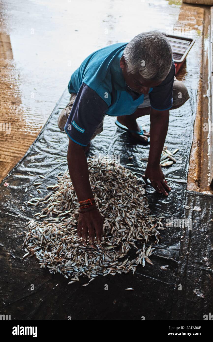 Pescador local limpiando pescado en Sri Lanka. Foto de stock