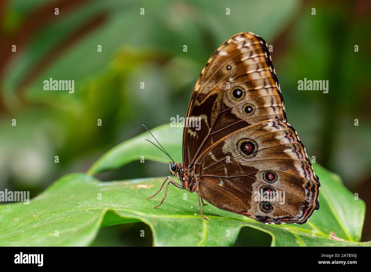 Granada morfo - Morpho granadensis, hermosa mariposa icónica de los bosques centroamericanos, Costa Rica. Foto de stock