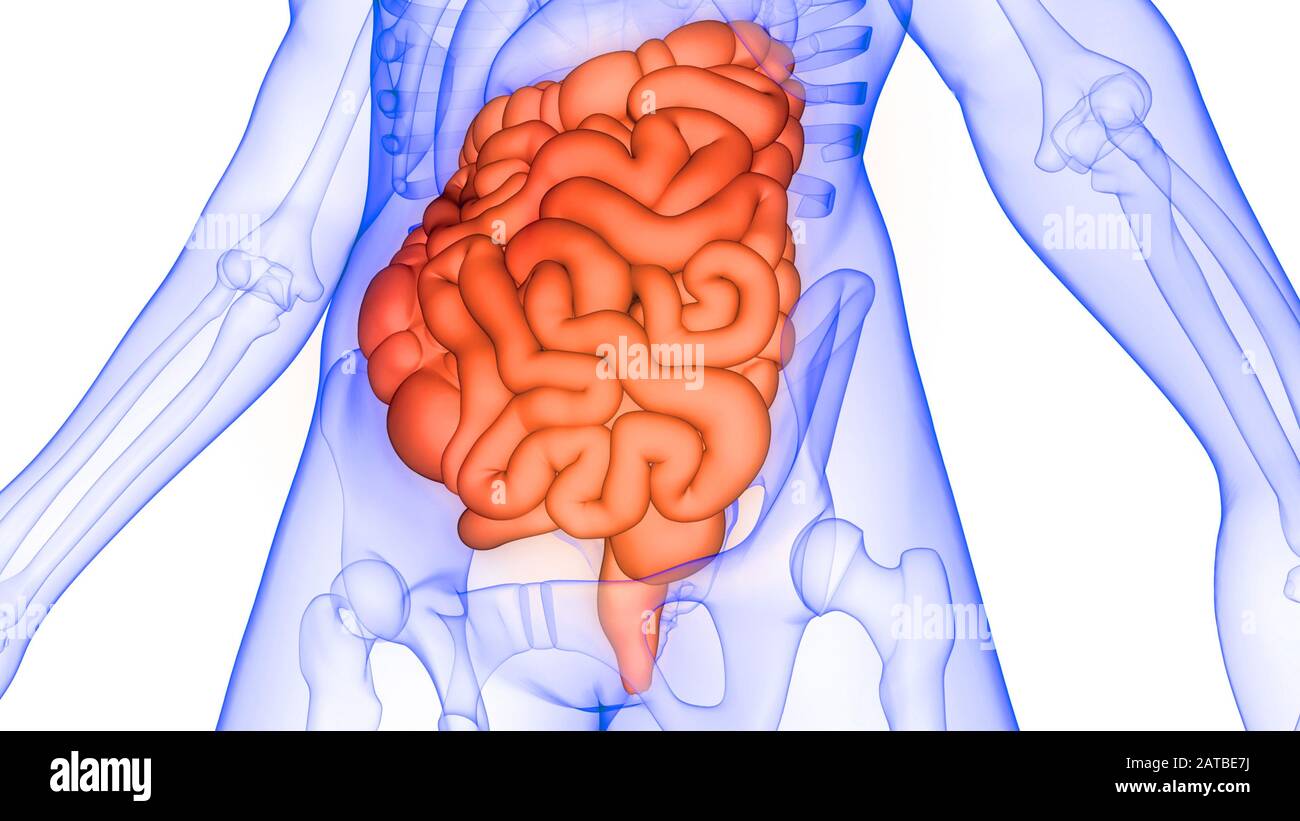 Intestino grueso y delgado parte de la representación 3d de la anatomía del sistema digestivo humano Foto de stock