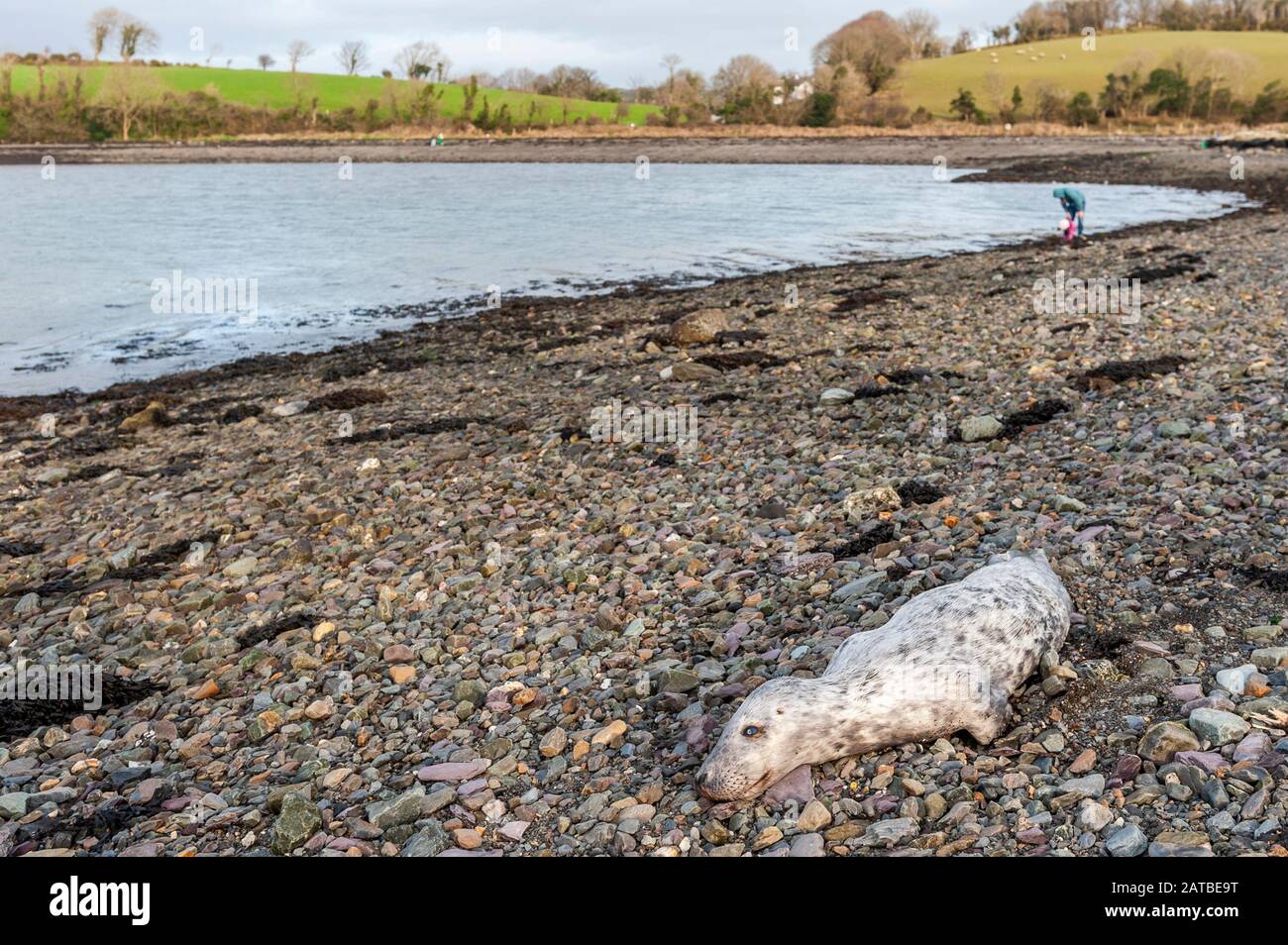 Bantry, West Cork, Irlanda. 1 de febrero de 2020. Hoy en día, se divisó un sello de puerto muerto en la playa de Bantry. El cachorro sólo había muerto unas pocas horas y no había ningún daño a su cuerpo. El hallazgo fue reportado al Irish Whale and Dolphin Group. Crédito: Andy Gibson/Alamy Live News Foto de stock