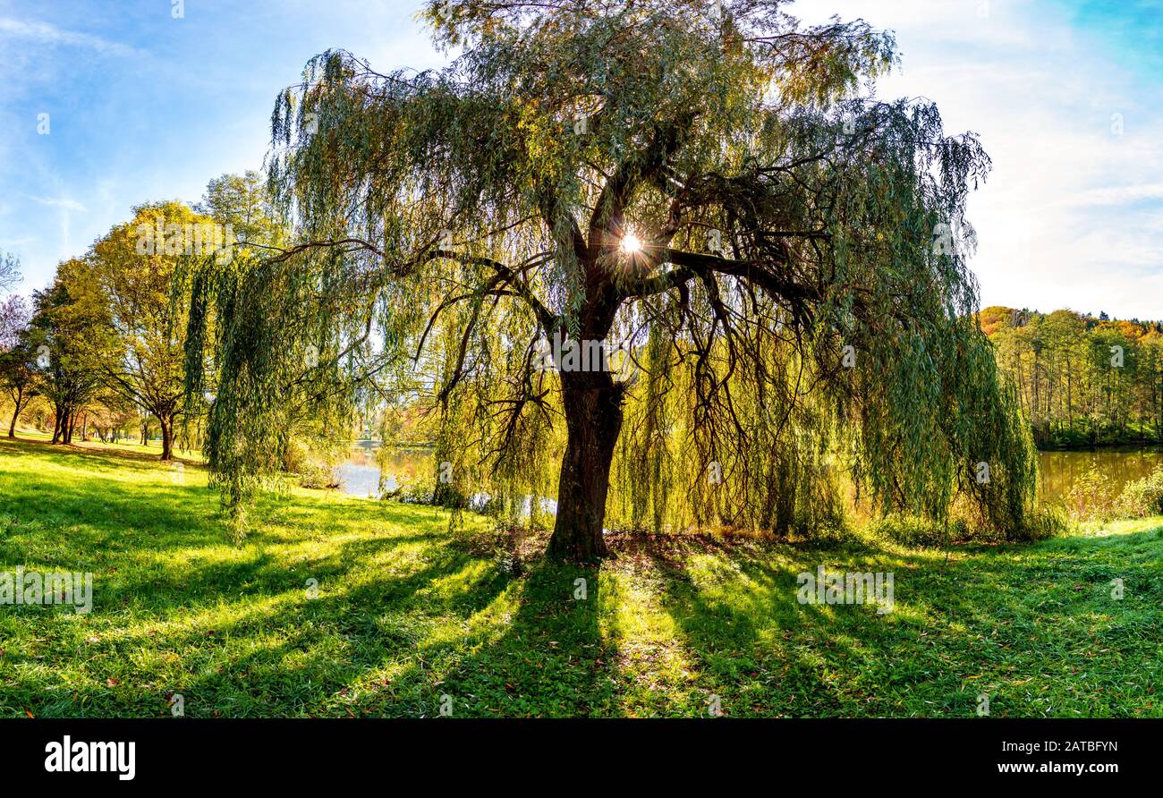 El luto otoñal (llanto) sauce con ramas colgantes de gran alcance en el lago en la retroiluminación del sol que pone Foto de stock