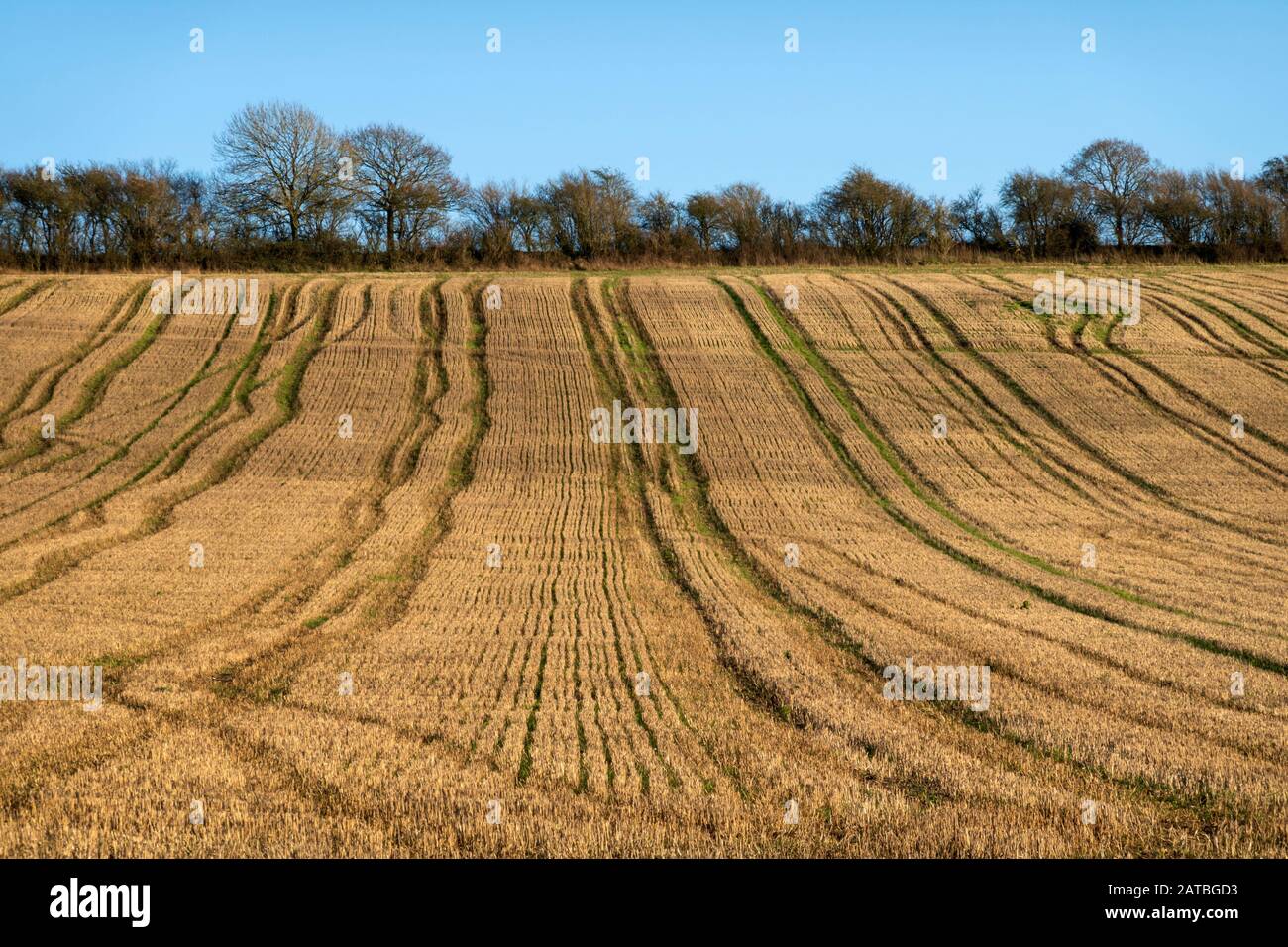 Líneas de neumáticos de tractores en campo de rastrojo en invierno, East Garston, West Berkshire, Inglaterra, Reino Unido, Europa Foto de stock