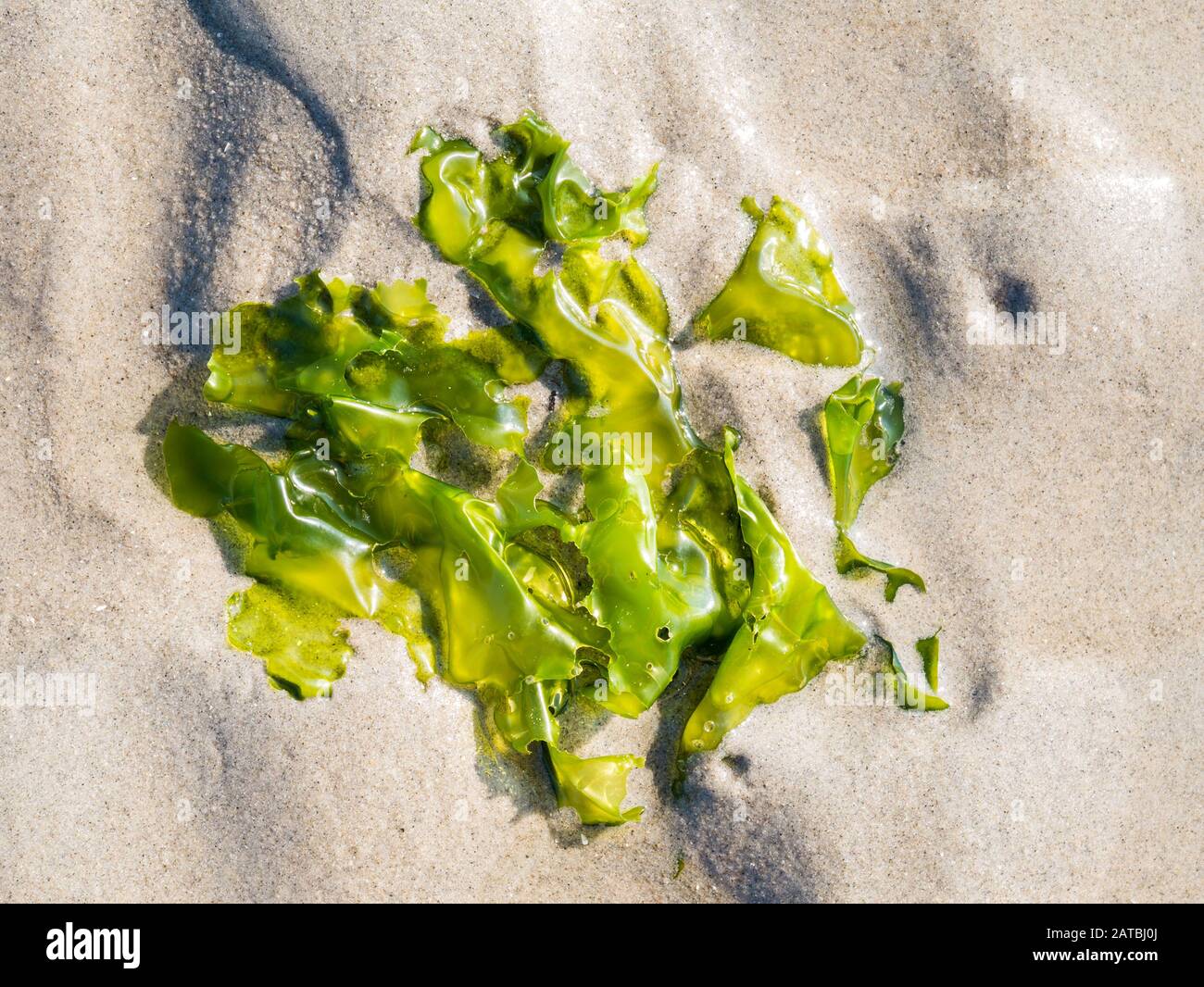 Hojas comestibles de lechuga de mar, Ulva lactuca, planta sobre arena en marea baja de Waddensea, Holanda Foto de stock