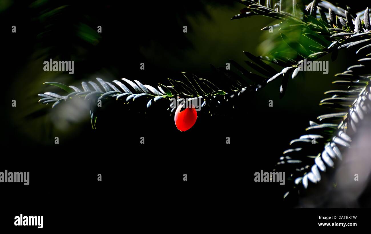 Frutos rojos en su árbol entre luces y sombras Foto de stock
