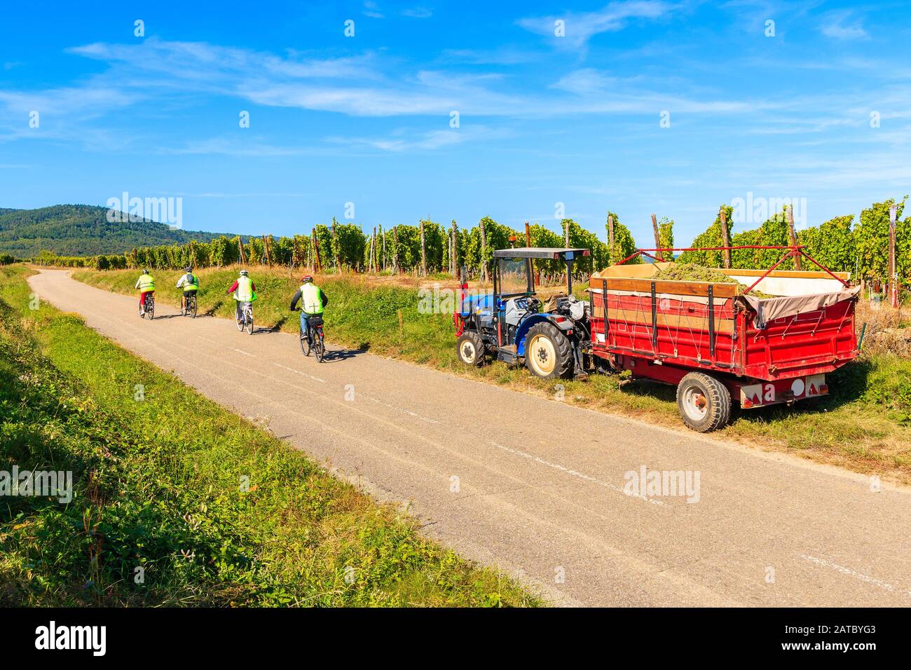 Ciclistas que pasan por el tractor con remolque durante la cosecha en los viñedos de la aldea de Riquewihr, la ruta del vino de Alsacia, Francia Foto de stock
