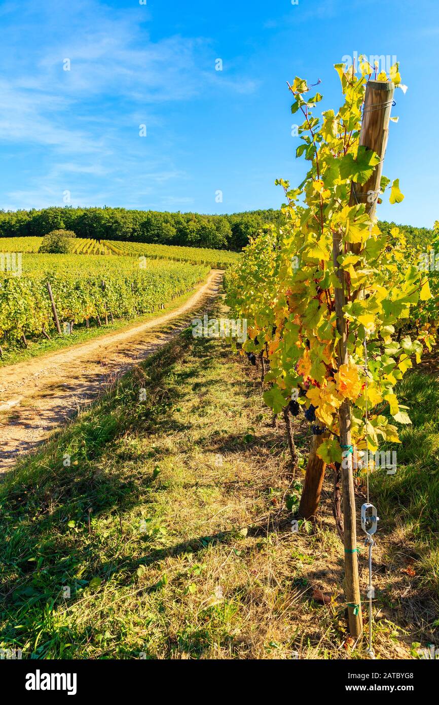 Camino rural a lo largo de los viñedos hasta el pueblo de Kaysersberg, Alsacia Ruta del vino, Francia Foto de stock