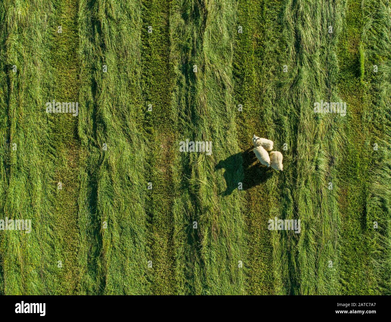 Ovejas vagando por un campo verde de hierba Foto de stock