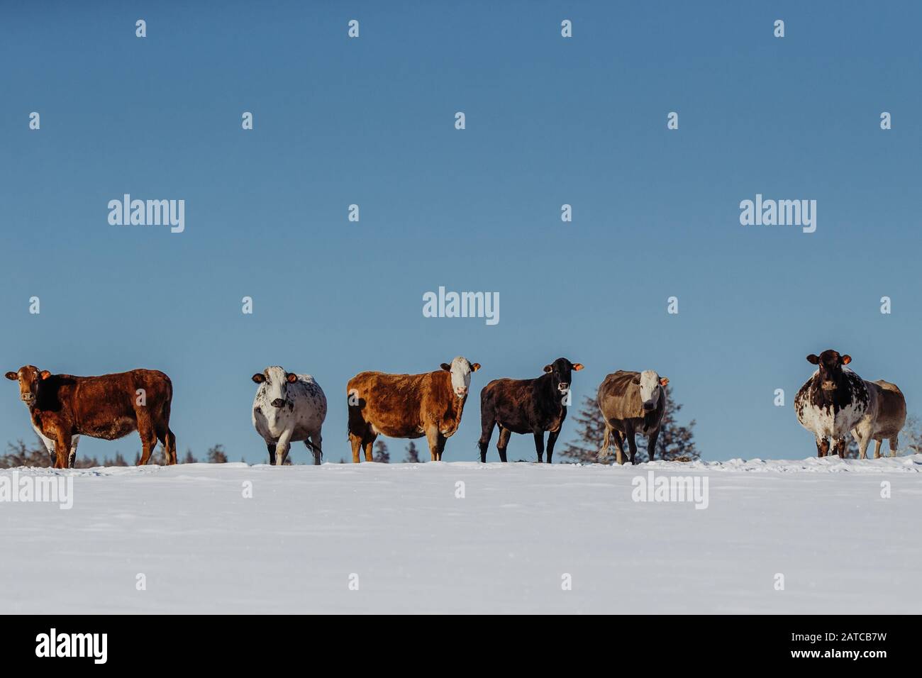 Hilera de vacas en pie en la nieve, Canadá Foto de stock