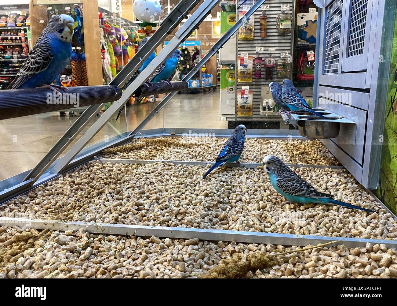 petsmart birds