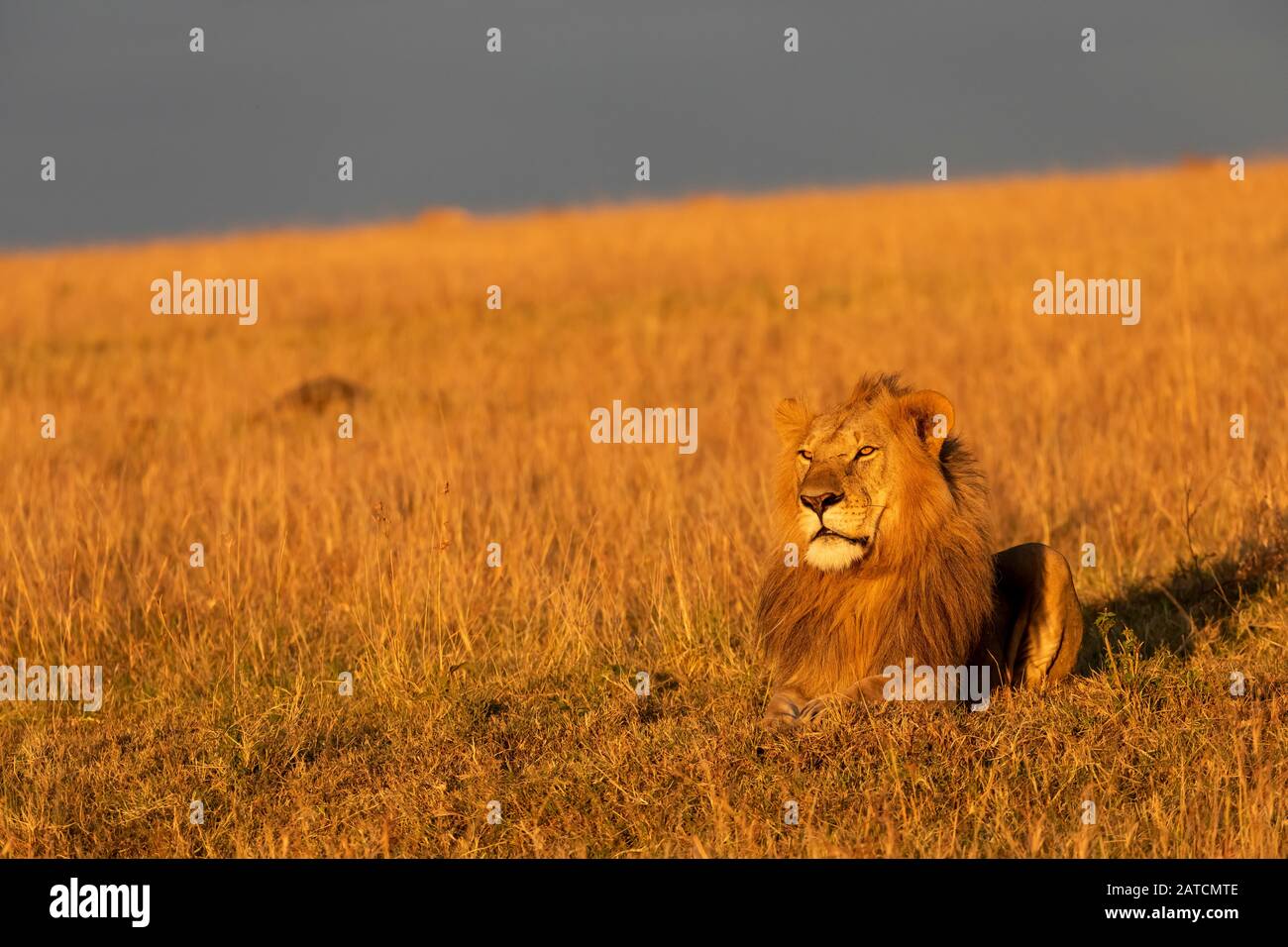 León Africano (Panthera leo) macho en la sabana en Mara North Conservancy, Kenia Foto de stock