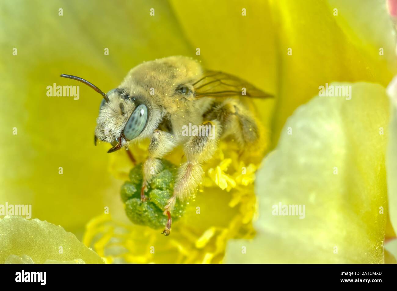 Una abeja de Cactus nativa de Arizona profundamente dentro de una flor que apesta a ella. Estas abejas solitarias no construyen colmenas y en realidad luchan por el individuo Foto de stock