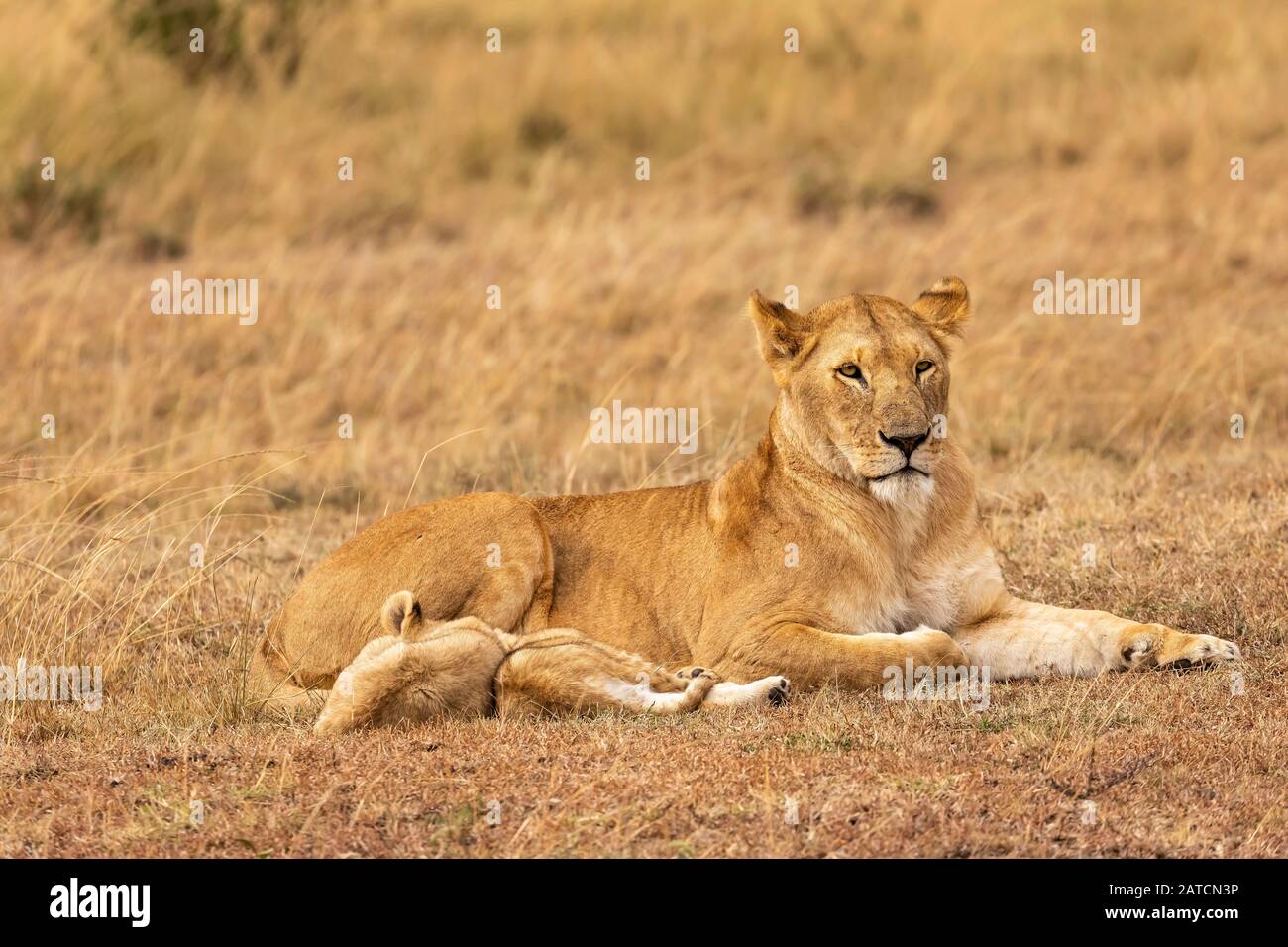 León Africano (Panthera leo) mujer con cachorros en la sabana en Mara North Conservancy, Kenia Foto de stock