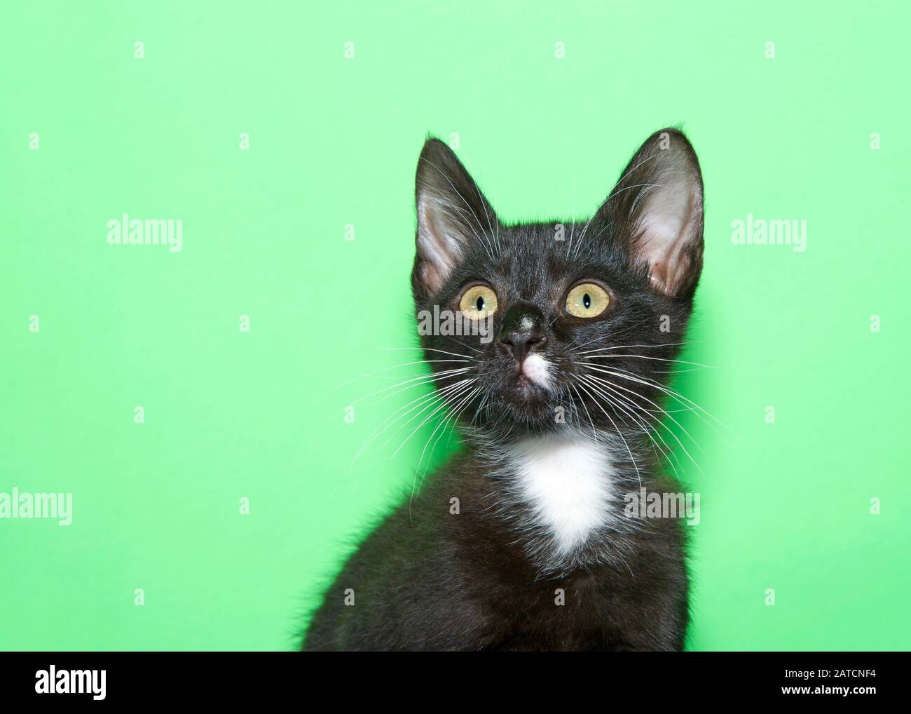 Primer plano retrato de un adorable gatito blanco y negro con ojos verdes mirando hacia arriba y a los espectadores a la izquierda. Fondo verde menta claro con espacio de copia. Foto de stock