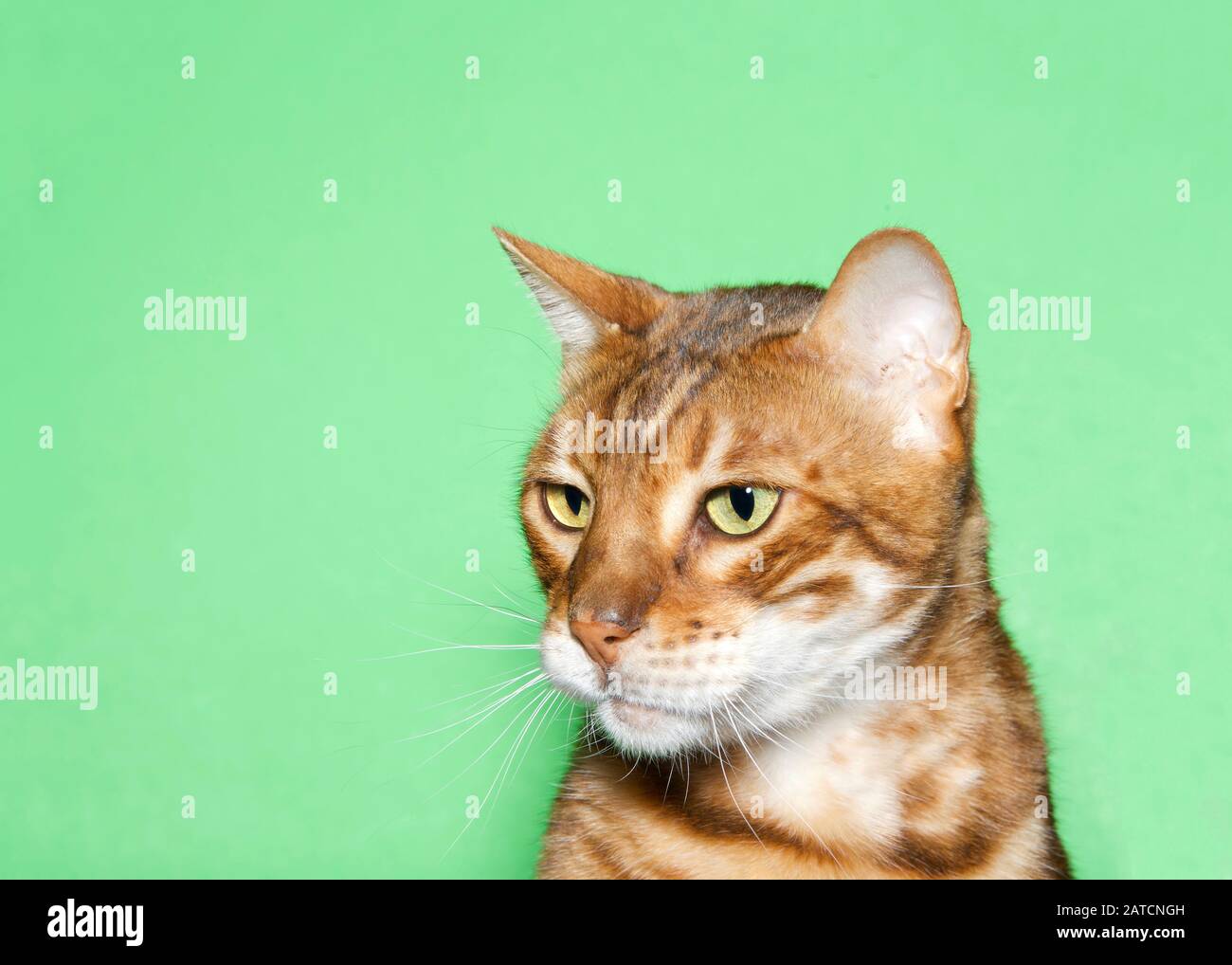 Primer plano retrato de un adorable gato naranja y marrón Bengala mirando a los espectadores con curiosa expresión. Fondo verde con espacio de copia Foto de stock