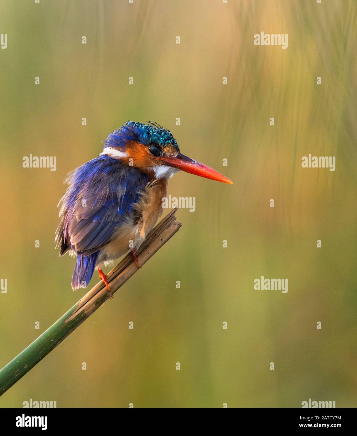 Malaquita Kingfisher, encaramado Alcedo cristata Foto de stock