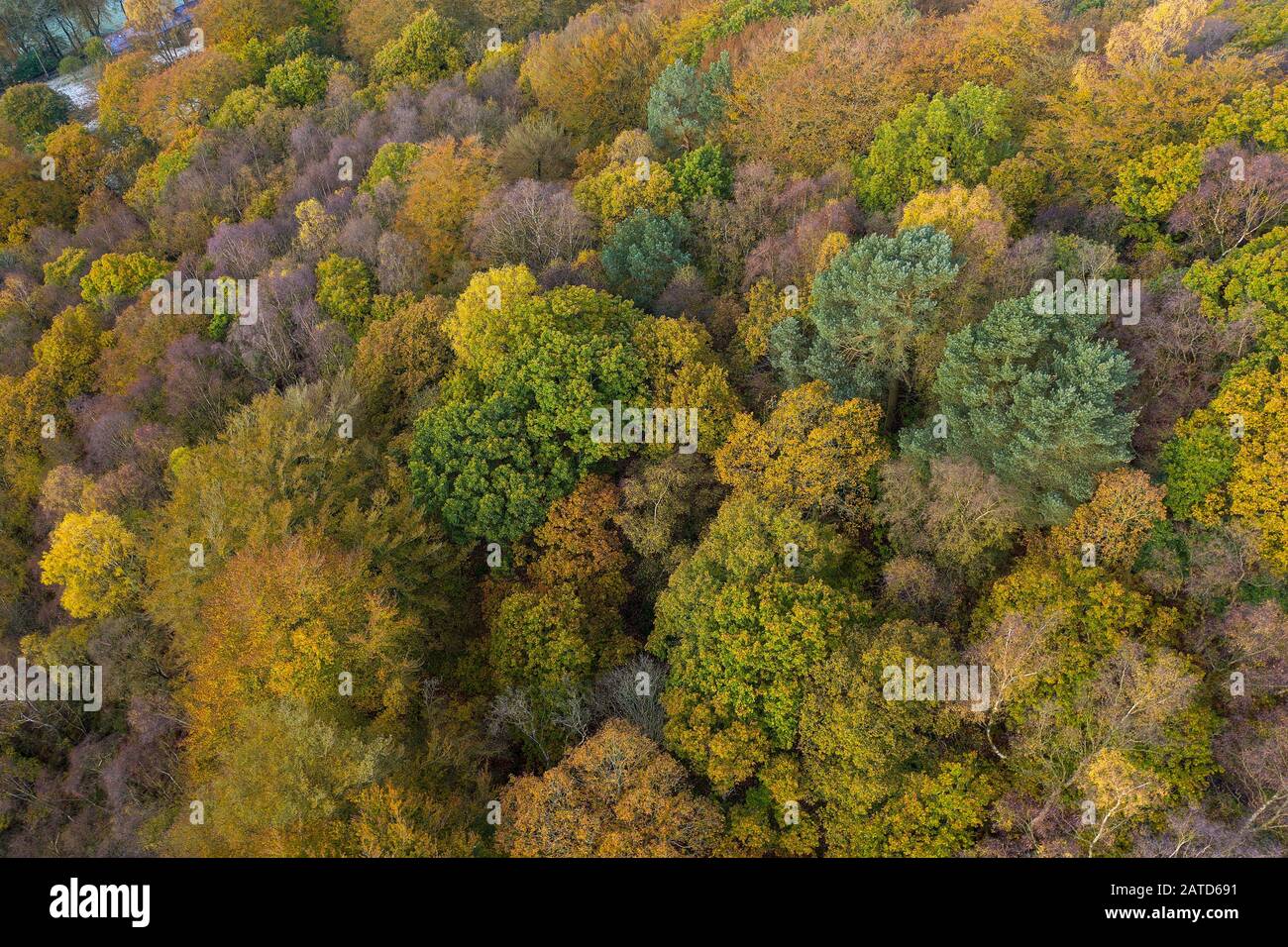 Tiro aéreo drone de colores otoñales de árboles que se vuelve amarillo cerca del puente Hebden Foto de stock