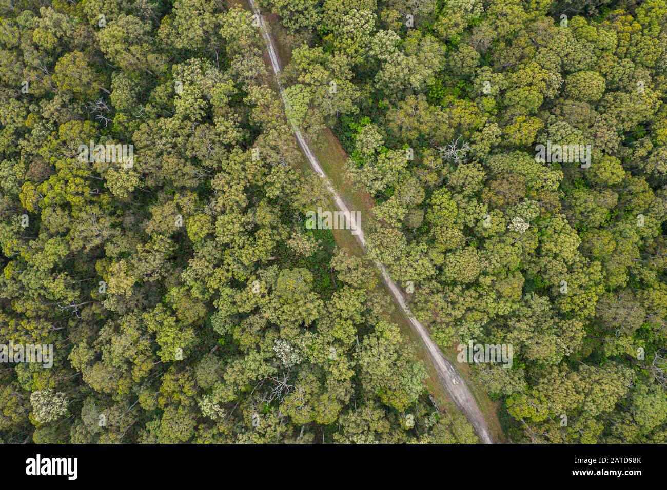 Vista aérea de un camino a través del bosque, el Parque Nacional Great Otway, Victoria, Australia Foto de stock