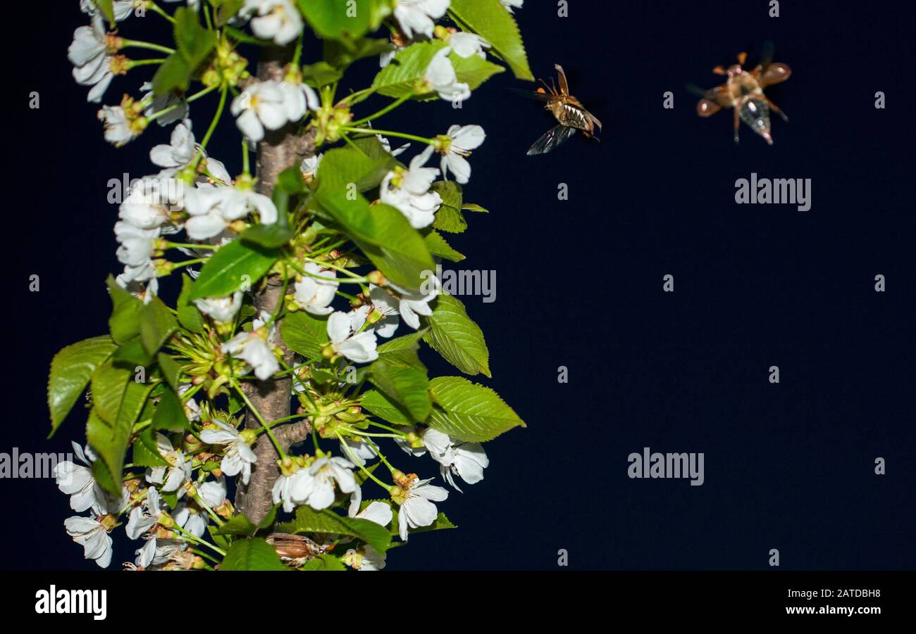 Insectos de mayo, volando por la noche cerca de la cereza en flor Foto de stock