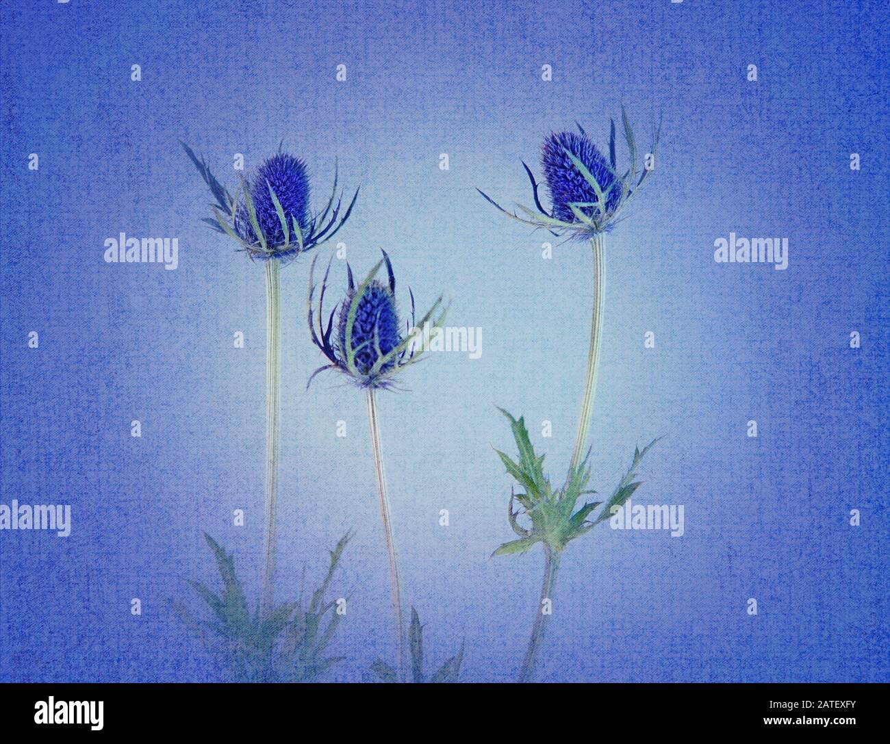 Resumen de tres flores secas de madriguera sobre un fondo azul luminoso texturizado Foto de stock