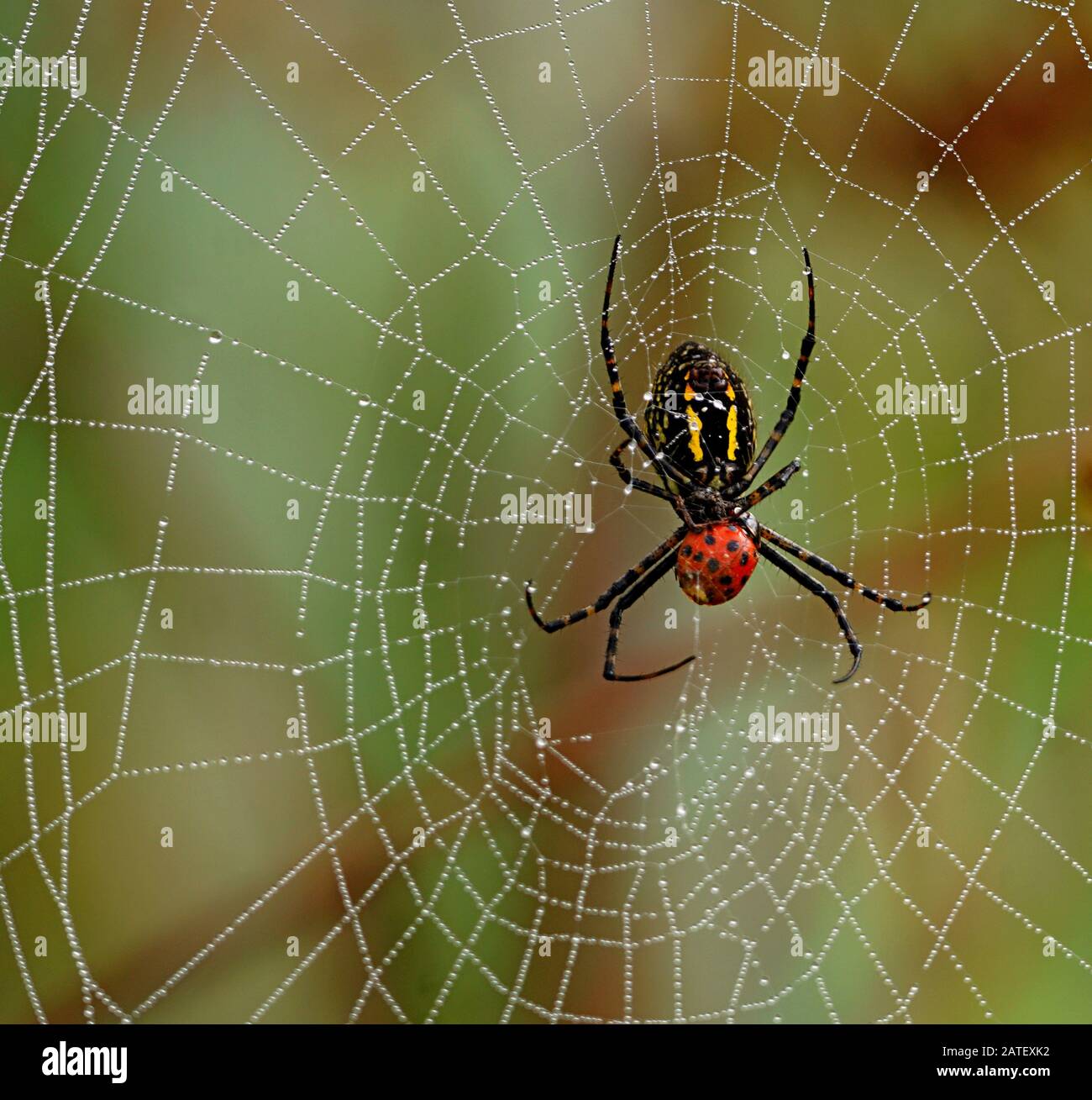 Cadena alimentaria: La araña que comió la mariquita en la web en un hermoso otoño colores bokeh fondo Foto de stock