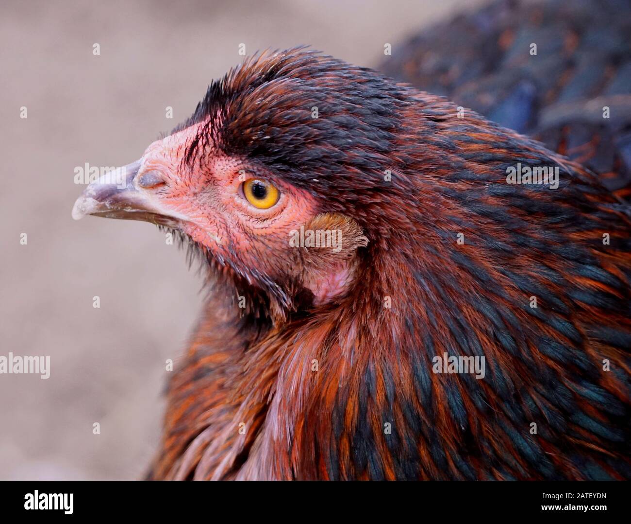 Primer plano extremo de una cabeza de pollo roja de rhode Island Foto de stock